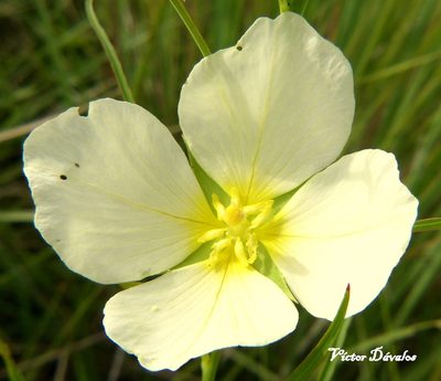 Ludwigia major, photographed by Víctor Dávalos