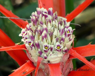 Bromelia serra, photographed by Víctor Dávalos