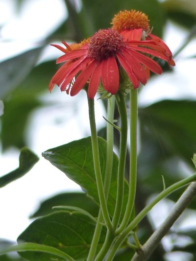 Pseudogynoxys cabrerae, photographed by Víctor Dávalos
