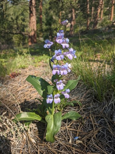 Penstemon glaber, photographed by Alaina Krakowiak