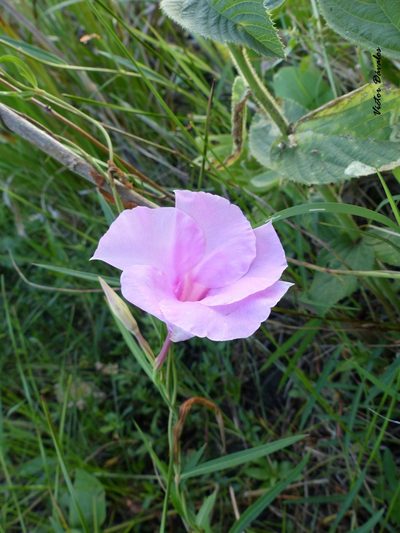 Rhabdadenia ragonesei, photographed by Víctor Dávalos