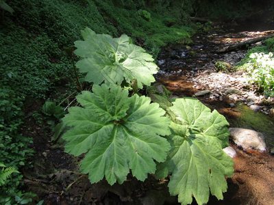 Gunnera mexicana, photographed by Adrianh M. Orozco