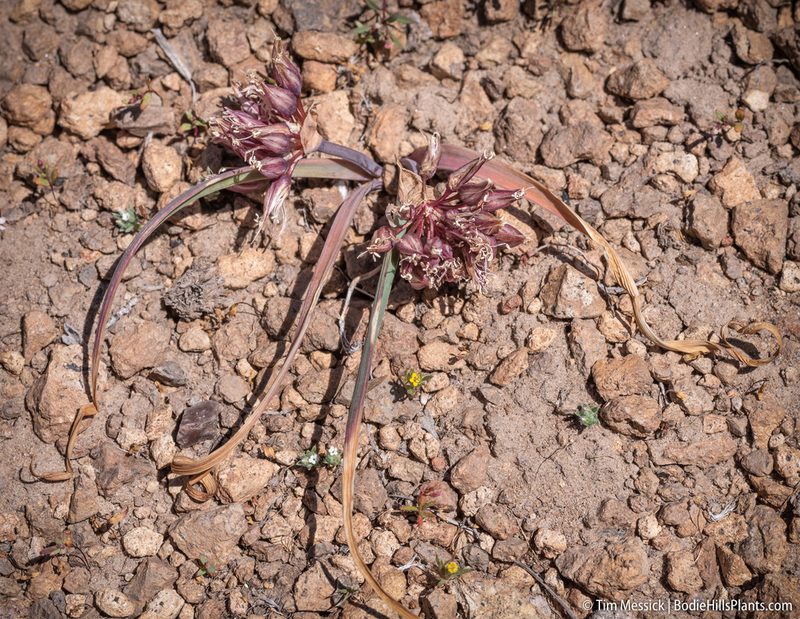 Allium parvum, photographed by Tim Messick