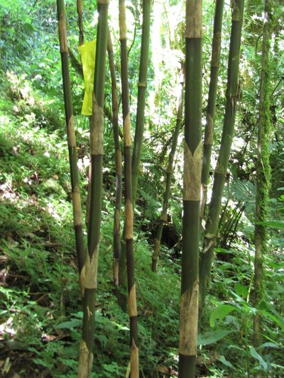 Chusquea perotensis, photographed by Adrianh M. Orozco