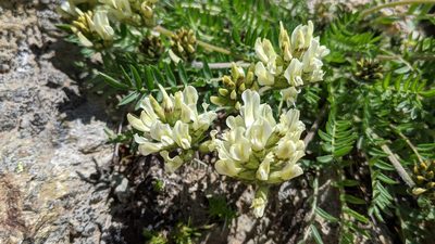 Oxytropis campestris, photographed by Philipp