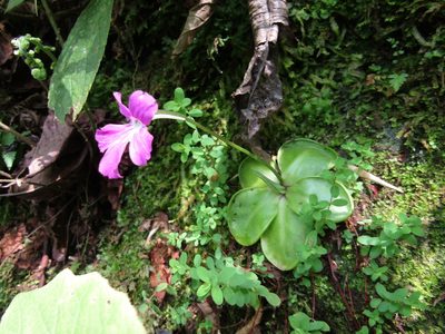 Pinguicula moranensis, photographed by Adrianh M. Orozco