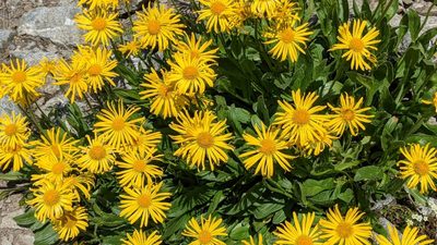 Doronicum grandiflorum, photographed by Philipp