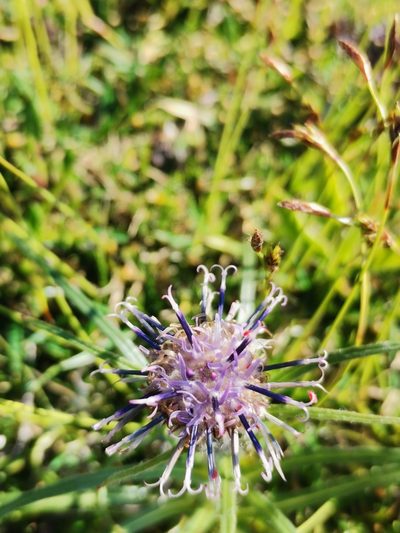 Saussurea pygmaea, photographed by Daniel Ellehammer Larsen