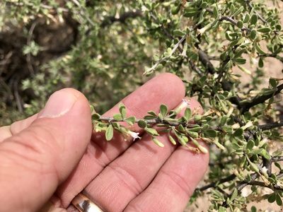 Lycium exsertum, photographed by CK2AZ