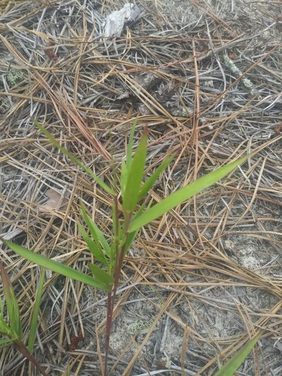 Dichanthelium oligosanthes, photographed by Chris Hoess