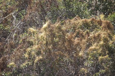 Cuscuta subinclusa, photographed by Diego Blanco