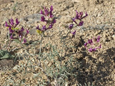 Astragalus casei, photographed by Jim Morefield