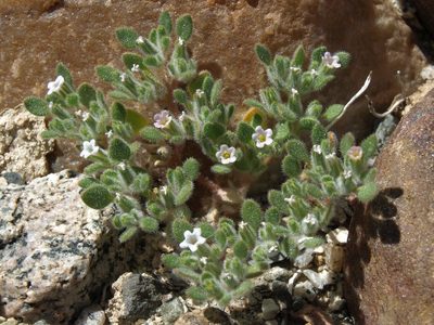 Nama pusilla, photographed by Jim Morefield