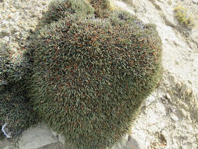 Ephedra frustillata, photographed by Nicolas Olejnik