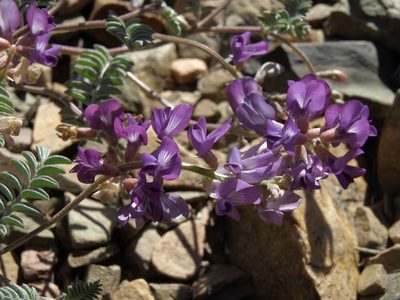 Astragalus inyoensis, photographed by Jim Morefield