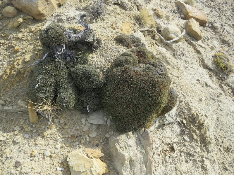 Ephedra frustillata, photographed by Nicolas Olejnik