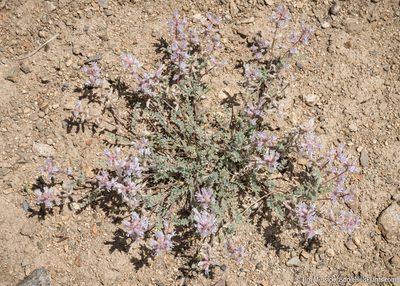 Astragalus andersonii, photographed by Tim Messick
