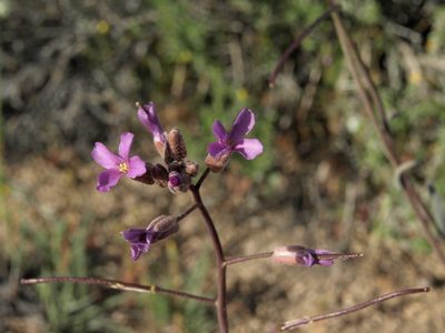 Boechera lincolnensis, photographed by Jim Morefield