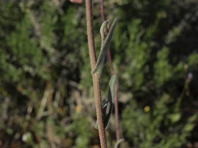 Boechera lincolnensis, photographed by Jim Morefield