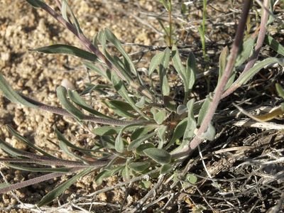 Boechera lincolnensis, photographed by Jim Morefield