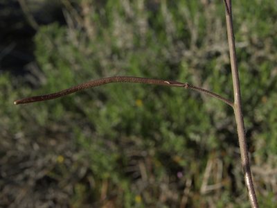 Boechera lincolnensis, photographed by Jim Morefield
