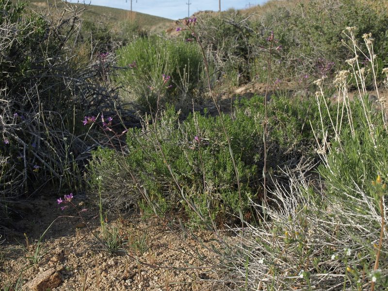 Boechera lincolnensis, photographed by Jim Morefield