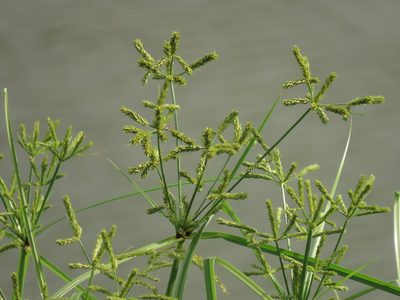 Cyperus imbricatus, photographed by chiuluan
