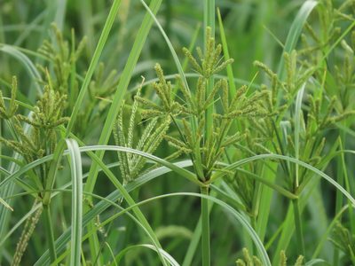 Cyperus imbricatus, photographed by chiuluan