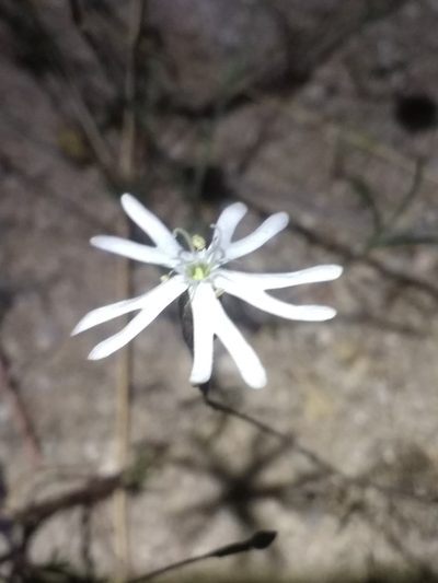 Silene portensis, photographed by ARBA Tres Cantos