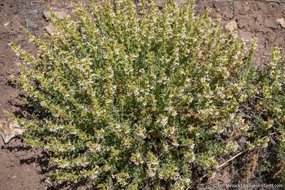 Penstemon deustus, photographed by Tim Messick