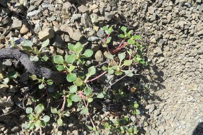 Eriogonum cedrorum, photographed by Scott Yarger