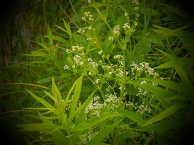 Galium asprellum, photographed by Eric Schmidt