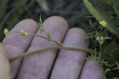 Sanicula bipinnata, photographed by Ken-ichi Ueda