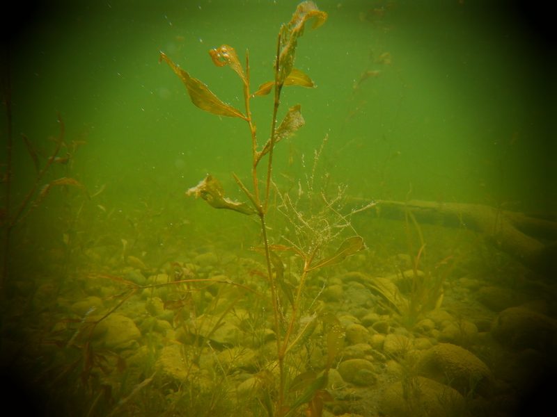 Potamogeton illinoensis, photographed by Eric Schmidt