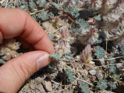 Dalea neomexicana, photographed by Sam Kieschnick