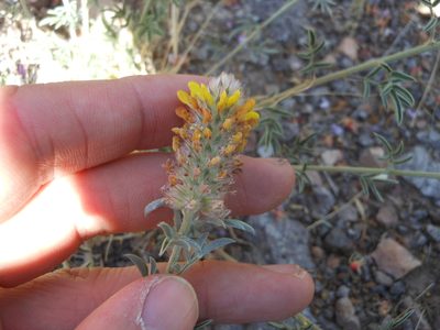 Dalea rubescens, photographed by Sam Kieschnick