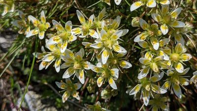 Saxifraga bryoides, photographed by Philipp