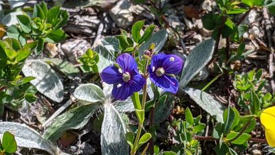 Veronica fruticans, photographed by Philipp