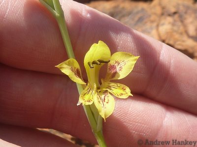 Gladiolus pardalinus, photographed by Andrew Hankey