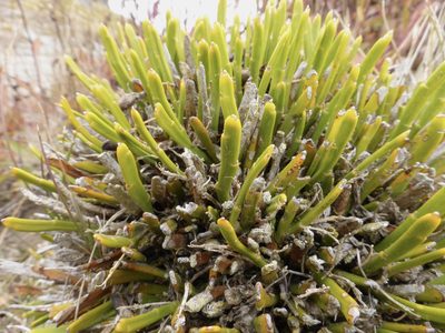 Carmichaelia vexillata, photographed by Mike Bowie