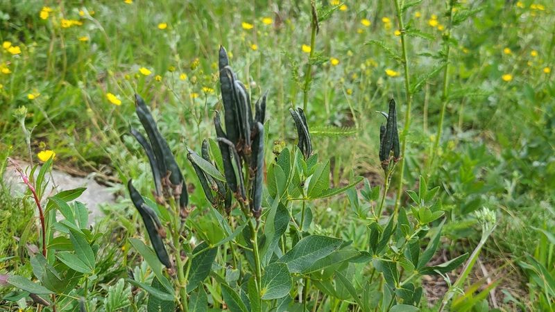 Thermopsis montana, photographed by aburame