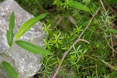 Galium concinnum, photographed by Ian Wolfe