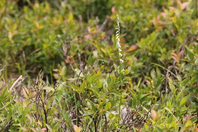 Spiranthes lacera, photographed by Quinten Wiegersma