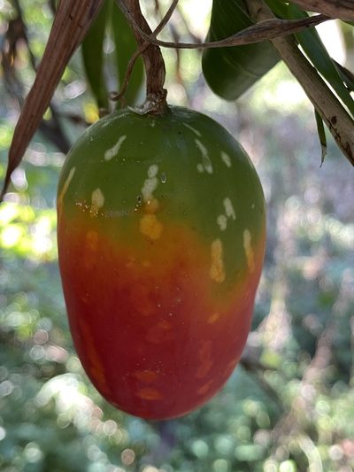 Coccinia mackenii, photographed by Dave U