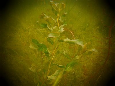 Potamogeton illinoensis, photographed by Eric Schmidt