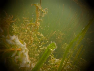 Potamogeton richardsonii, photographed by Eric Schmidt