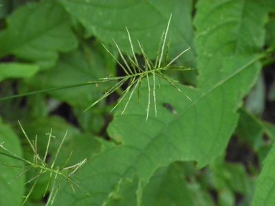 Cyperus refractus, photographed by Michael J. Papay
