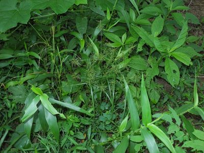 Cyperus refractus, photographed by Michael J. Papay