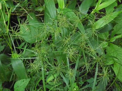 Cyperus refractus, photographed by Michael J. Papay