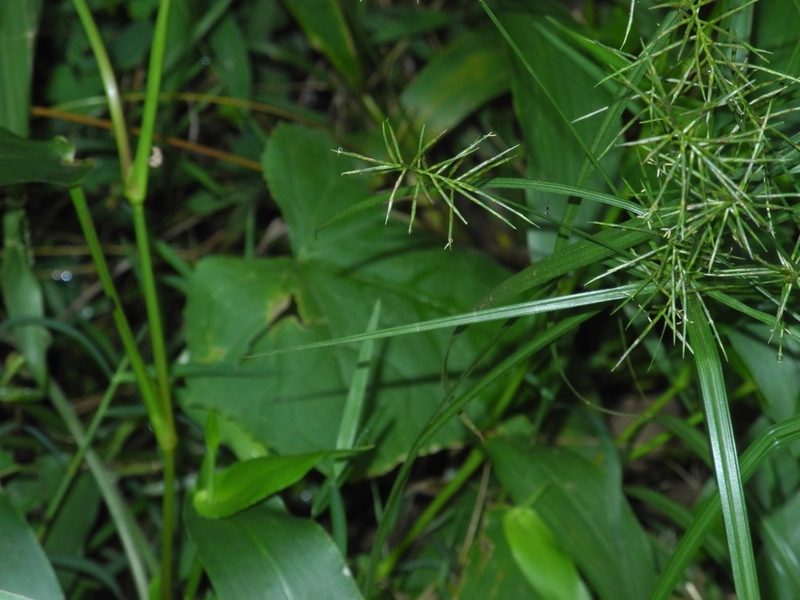 Cyperus refractus, photographed by Michael J. Papay